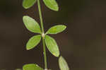 Hairy bedstraw